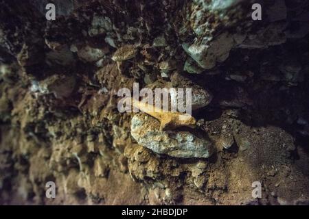 Divje Babe è un sito archeologico dove hanno trovato il più antico strumento musicale conosciuto al mondo. Foto Stock