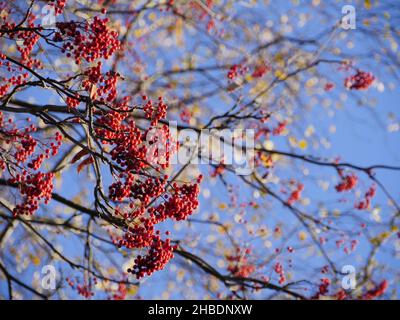bacche rowan rosse mature su rami in autunno contro un cielo blu Foto Stock