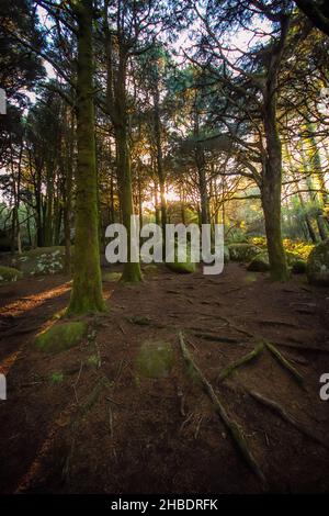 Paesaggio forestale con i raggi del sole che splende tra gli alberi. Legno vecchio con rocce con muschio Foto Stock