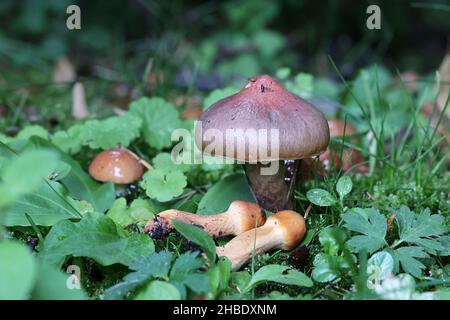 Purpurpurasche di Chromogomphus, precedentemente chiamato Chromogomphus rutilus, comunemente conosciuto come la slimecap marrone o la punta di rame, fungo selvatico da Finlan Foto Stock