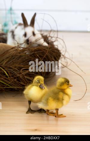 Carino anatroccoli gialli che camminano accanto al nido di vimini. Decorazione degli interni di Pasqua. Foto Stock