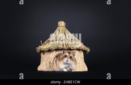Carino marrone adulto maschio criceto, inizio di casa commestibile. Guardando direttamente verso la fotocamera, isolato su sfondo nero. Foto Stock