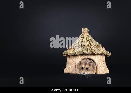 Carino marrone adulto maschio criceto, inizio di casa commestibile. Guardando direttamente verso la fotocamera, isolato su sfondo nero. Foto Stock