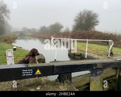 Grand Union Canal Northampton Northamptonshire UK cane Labradoodle su legno segnaletica del ponte di blocco acqua fredda le ringhiere invernali conducono Foto Stock