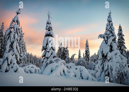 Tramonto colorato sul paesaggio invernale con foresta coperta di neve. Winter Wonderland nella zona montana della Norvegia. Foto Stock