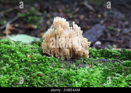 Artomyces pyxidatus, conosciuto come corallo della corona, fungo corallo della corona o corallo di candelabra, fungo selvatico dalla Finlandia Foto Stock