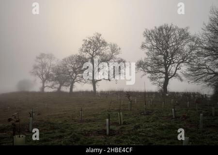 Misty Dicembre mattina vicino alla cava di sabbia di Arclid Silica a Cheshire Foto Stock