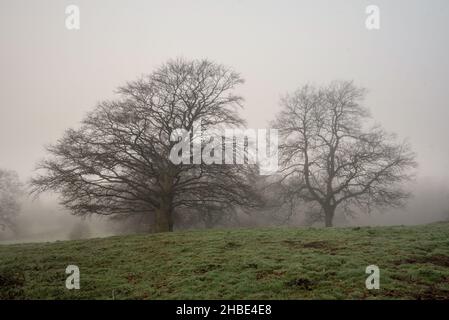 Misty Dicembre mattina vicino alla cava di sabbia di Arclid Silica a Cheshire Foto Stock