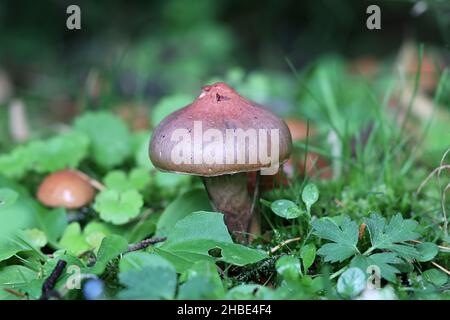 Purpurpurasche di Chromogomphus, precedentemente chiamato Chromogomphus rutilus, comunemente conosciuto come la slimecap marrone o la punta di rame, fungo selvatico da Finlan Foto Stock