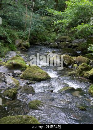 Le Cascate inferiori (Rhaeadr ISAF) le Cascate Dolgoch vicino ad Aberdovey, Gwynedd, Wales. Le Cascate Dolgoch sono una serie di tre cascate vicino a Tywyn a Gwynedd, M. Foto Stock