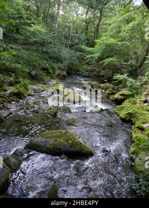 Le Cascate inferiori (Rhaeadr ISAF) le Cascate Dolgoch vicino ad Aberdovey, Gwynedd, Wales. Le Cascate Dolgoch sono una serie di tre cascate vicino a Tywyn a Gwynedd, M. Foto Stock