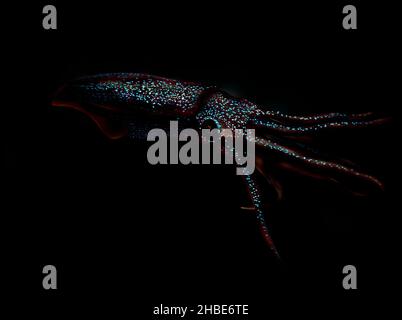 Calamari di lucciole, Watasenia scintillans bioluminescenza, ホタルイカ Foto Stock