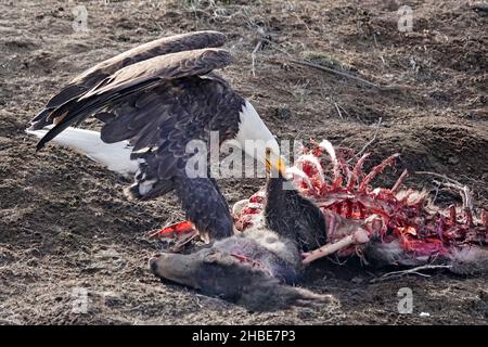 Ritratto di un'aquila calva, Haliaeetus leucocephalus, che si nutre sulla carcassa di un cervo mulo, nel centro dell'Oregon vicino alla città di Silver Lake. Foto Stock