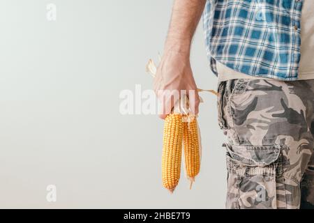 Coltivatore che tiene raccolto pannocchie di mais in mani, lavoratore agricolo irriconoscibile in camicia flanella con mais, fuoco selettivo Foto Stock