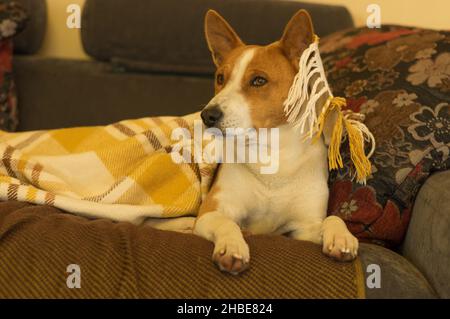 Ritratto interno del cane Basenji anziano che riposa in un divano umano sotto la copertura Foto Stock