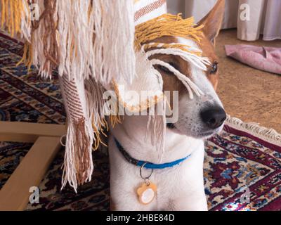 Stanco cane basenji senior nascosto sotto la sedia umana copriletto e dormire platehiding Foto Stock