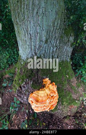Fungo, pollo del bosco, (Laetiporus sulfureus), poliporo di zolfo, coltivando su stelo di quercia, Hessen, Germania Foto Stock