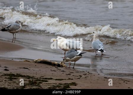 Gabbiani che lottano per un pesce morto Foto Stock