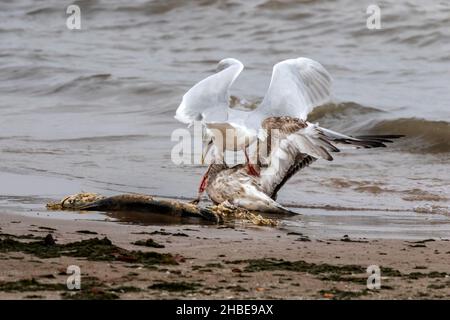 Gabbiani che lottano per un pesce morto Foto Stock