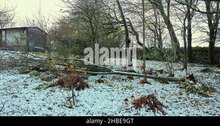 Vento soffiato danni agli alberi durante la notte precedente dalla tempesta Arwen Foto Stock