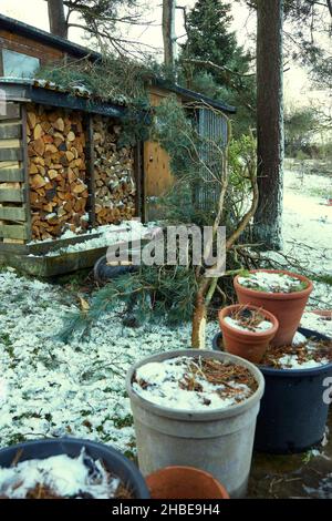 Vento soffiato danni agli alberi durante la notte precedente dalla tempesta Arwen Foto Stock