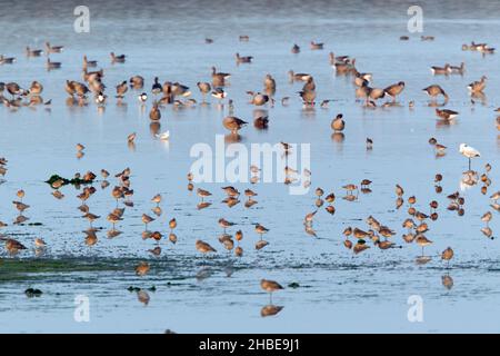 Vari tipi di alatori, oche e anatre, nutrendo in estuario, in autunno, isola di Texel, Olanda Foto Stock