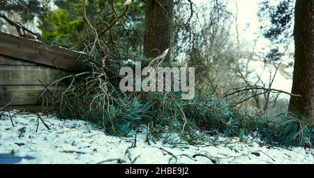 Vento soffiato danni agli alberi durante la notte precedente dalla tempesta Arwen Foto Stock