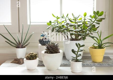 Gruppo di varie piante di casa al coperto. Set di piante in vaso in camera accanto alla finestra. Cactus e succulenta disposizione, stile moderno, umore alla moda, casa de Foto Stock