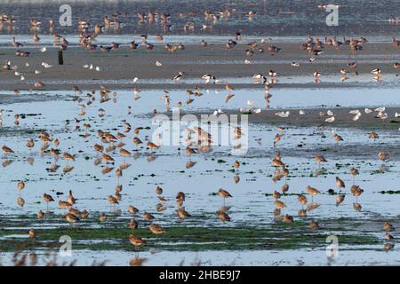 Vari tipi di alatori, oche e anatre, nutrendo in estuario, in autunno, isola di Texel, Olanda Foto Stock