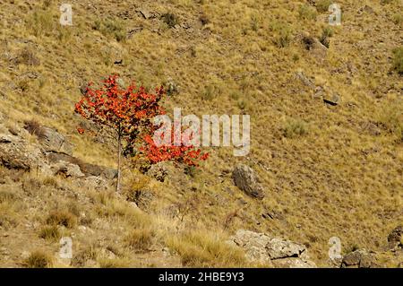 Un albero è una pianta con un gambo legnoso che si dirama ad una certa altezza dal terreno. Foto Stock