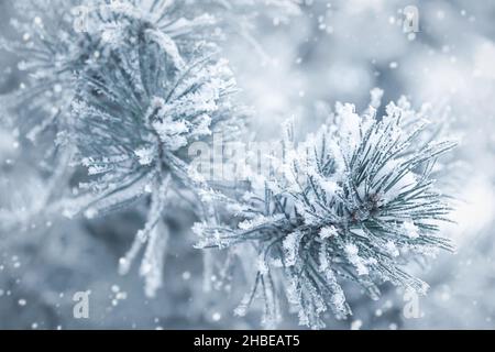 Neve sfondo foresta invernale, rami di pino in neve e hoarfrost Foto Stock