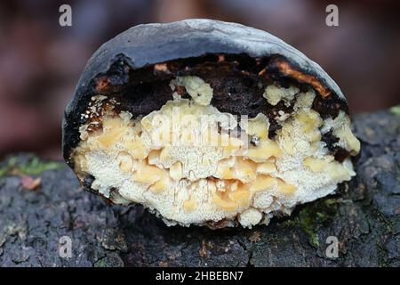 Antrodiella pallescens, un poliporo dalla Finlandia che cresce su fungo di tinder, Fomes fomentarius Foto Stock