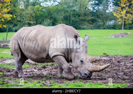 Rinoceronte bianco in cattività al Marwell Zoo, Hampshire, Inghilterra Foto Stock