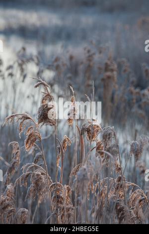 COMUNE CANNA in riva al mare con gelo in una giornata molto fredda Foto Stock