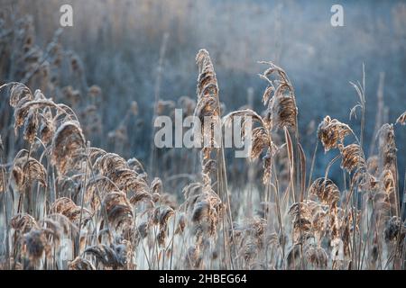 COMUNE CANNA in riva al mare con gelo in una giornata molto fredda Foto Stock