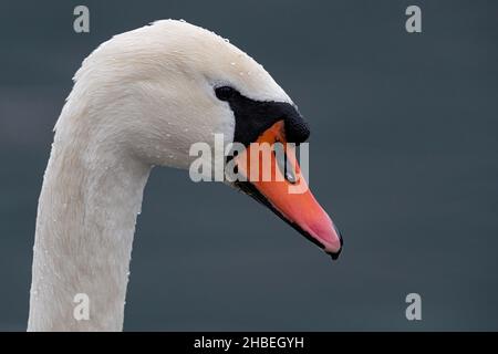 Ritratto di un cigno Muto adulto (Cygnus olor) da lato con gocce d'acqua alla testa Foto Stock