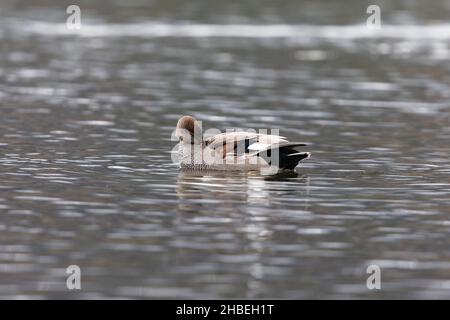 Un adulto maschio Gadwall (Mareca strepera) preening Foto Stock