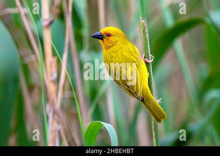 African Golden-Weaver Ploceus subaureus St. Lucia Bridge, Kwazulu-Natal, Sudafrica 27 agosto 2018 Adulto Ploceidae Foto Stock