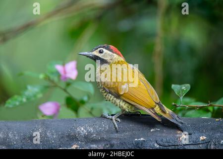 Golden-olive Woodpecker Colaptes rubiginosus Alambi Reserve, Pinchicha< Ecuador 6 dicembre 2019 Donna adulta Picidae Foto Stock