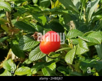 L'anca di rose è il frutto della pianta di rose. Questa è l'anca rosa della varietà rugosa rosa. -01 Foto Stock