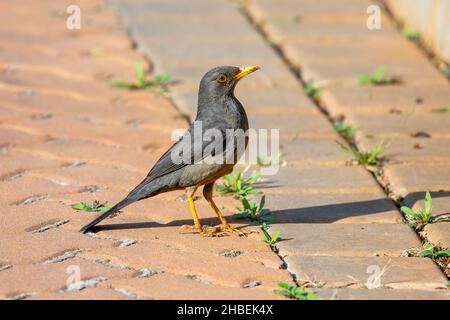 Karoo Thrush Turdus smithi Johannesburg, Galteng, Sudafrica 14 agosto 2018 Adulto Turdidae Foto Stock