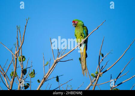 Militare Macaw Ara militaris El Tuito, Jalisco, Messico 25 marzo 2021 Adulto Psittacidae Foto Stock