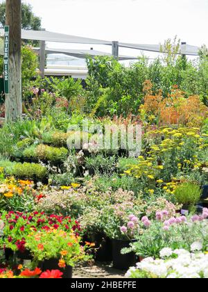 Selezione di fiori e piante in vivaio locale Foto Stock