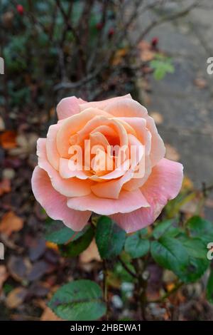 Primo piano di una bellissima rosa con petali rosa/arancio che fioriscono in un giardino del Regno Unito a novembre. Foto Stock