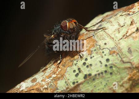 Le setole blu volano (Tachineo clarkii) sul tronco dell'albero Foto Stock