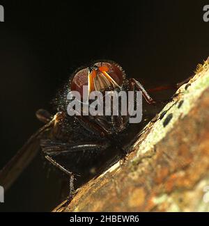 Le setole blu volano (Tachineo clarkii) sul tronco dell'albero Foto Stock