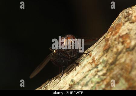 Le setole blu volano (Tachineo clarkii) sul tronco dell'albero Foto Stock