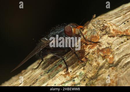 Le setole blu volano (Tachineo clarkii) sul tronco dell'albero Foto Stock