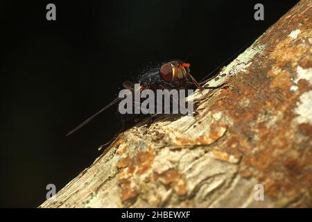 Le setole blu volano (Tachineo clarkii) sul tronco dell'albero Foto Stock