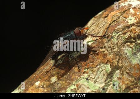 Le setole blu volano (Tachineo clarkii) sul tronco dell'albero Foto Stock